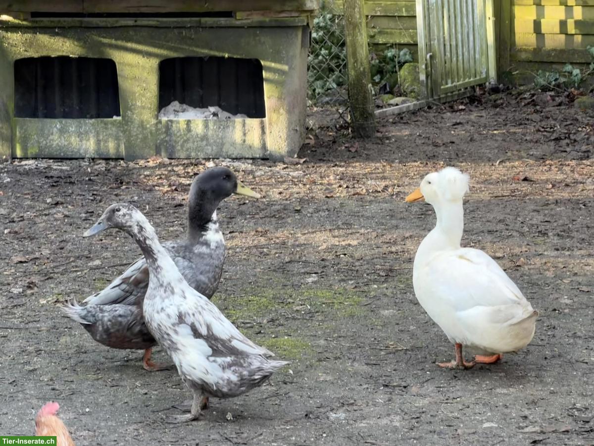 Bild 2: Laufenten-Mix, Enten und Erpel