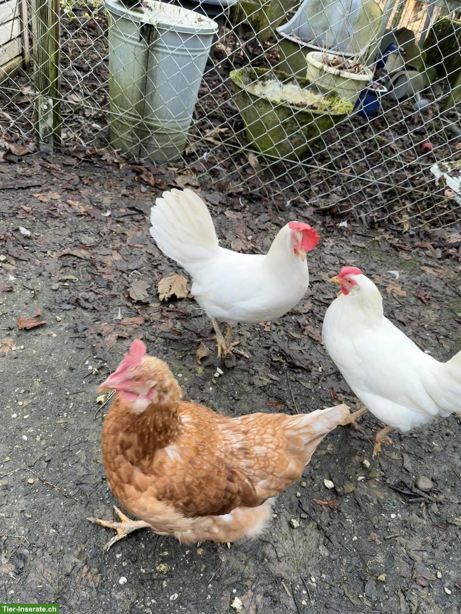 Hühner (braun, weiss, silbern) suchen neues Zuhause