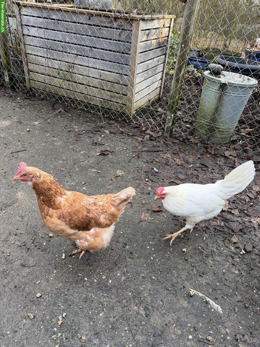 Bild 2: Hühner (braun, weiss, silbern) suchen neues Zuhause