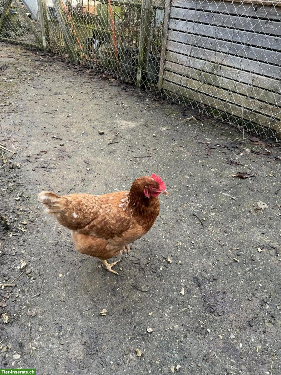 Bild 3: Hühner (braun, weiss, silbern) suchen neues Zuhause