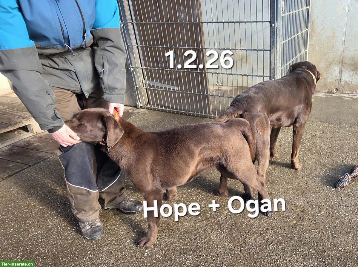 Labrador Welpen Wurfankündigung