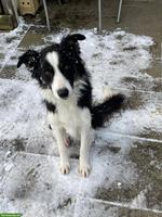 Border Collie Rüde schwarz-weiss zu verkaufen