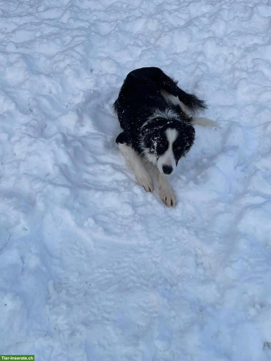 Bild 2: Border Collie Rüde schwarz-weiss zu verkaufen