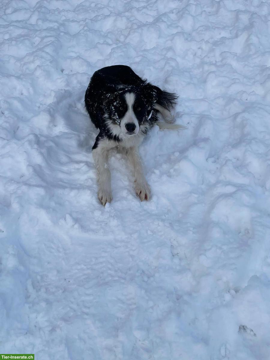 Bild 3: Border Collie Rüde schwarz-weiss zu verkaufen