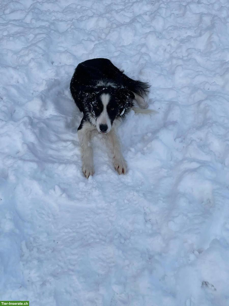 Bild 5: Border Collie Rüde schwarz-weiss zu verkaufen