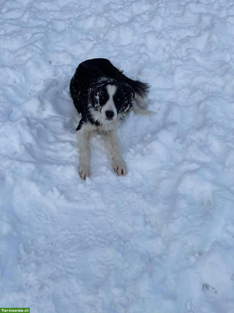 Bild 6: Border Collie Rüde schwarz-weiss zu verkaufen