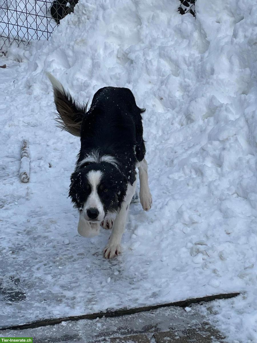 Bild 8: Border Collie Rüde schwarz-weiss zu verkaufen