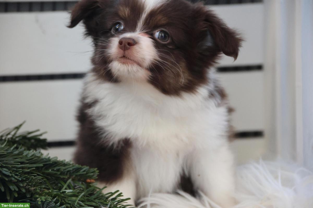Auszugsbereite Toy/Mini Australian Shepherd Welpe, Hündin
