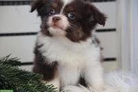 Auszugsbereite Toy/Mini Australian Shepherd Welpe, Hündin