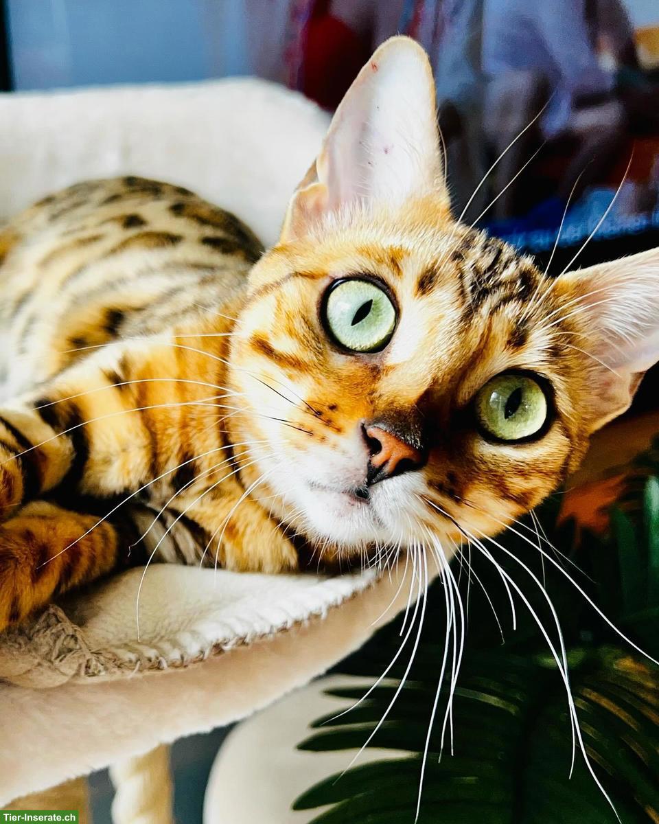 Wunderschöne Bengalkatze 2-jährig als Zuchtkatze/Liebhabertier