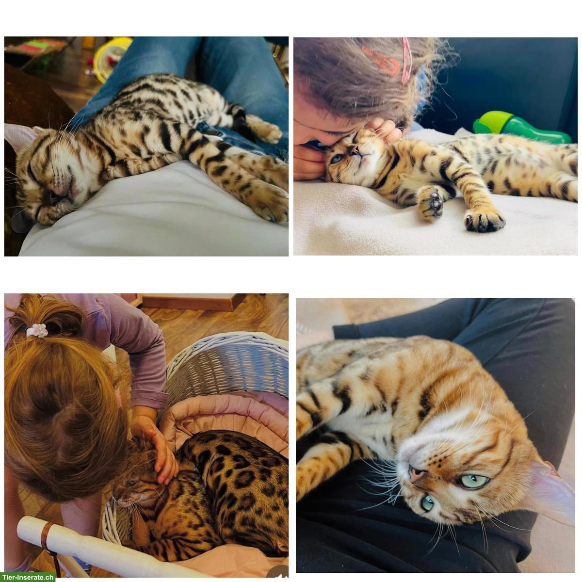 Bild 10: Wunderschöne Bengalkatze 2-jährig als Zuchtkatze/Liebhabertier