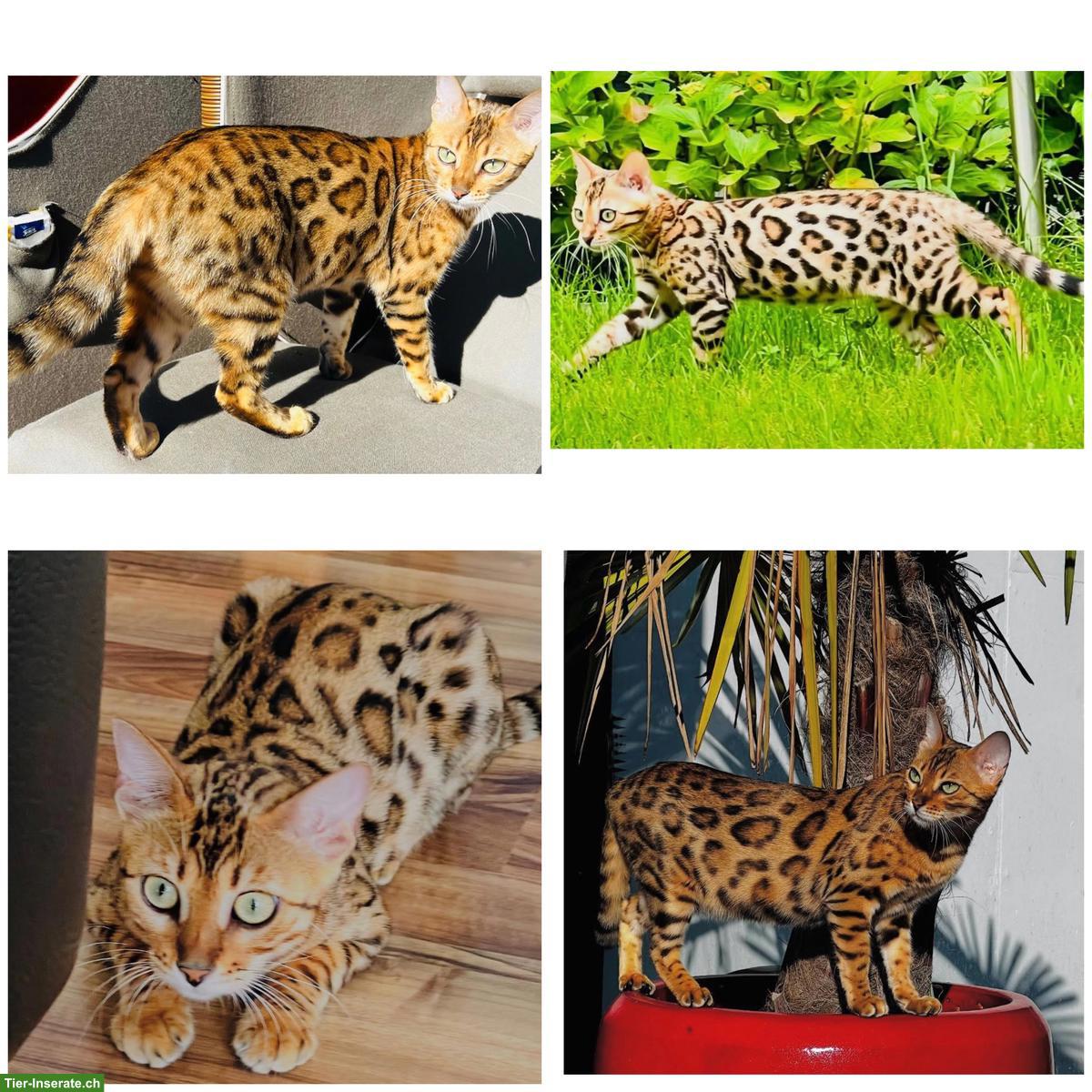 Bild 2: Wunderschöne Bengalkatze 2-jährig als Zuchtkatze/Liebhabertier