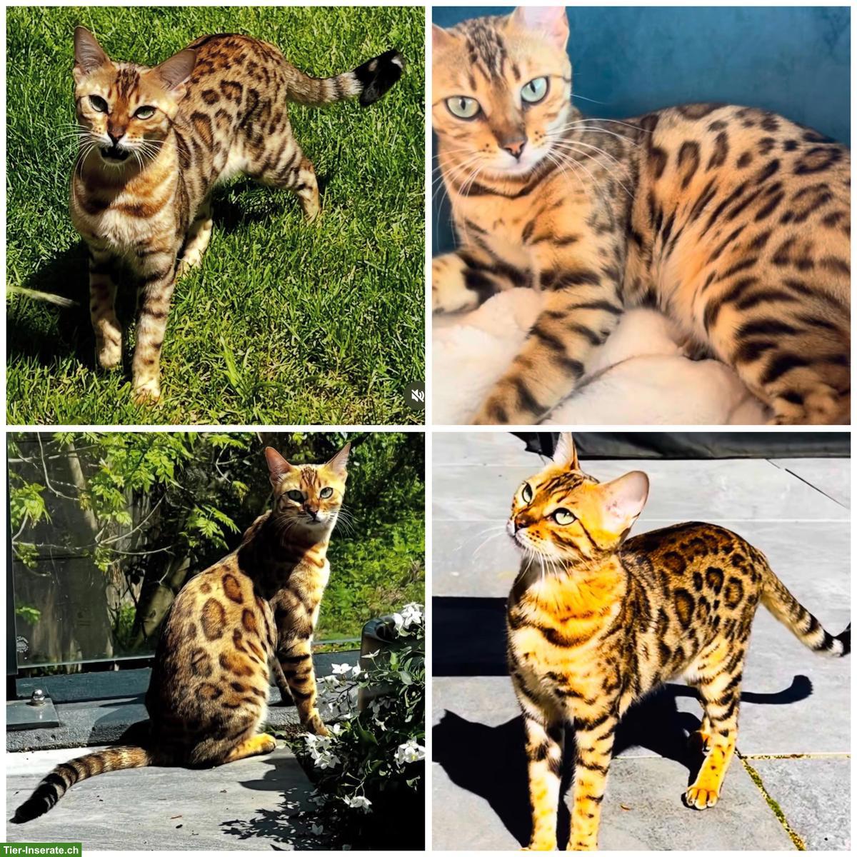 Bild 3: Wunderschöne Bengalkatze 2-jährig als Zuchtkatze/Liebhabertier