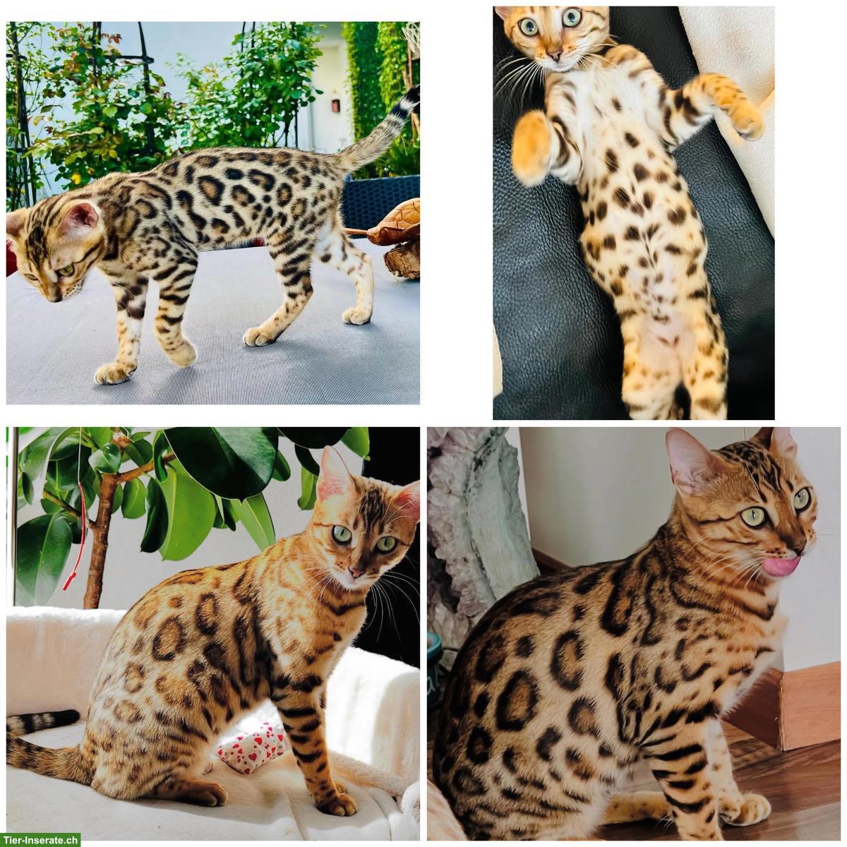 Bild 4: Wunderschöne Bengalkatze 2-jährig als Zuchtkatze/Liebhabertier