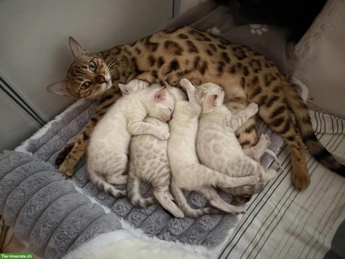 Bild 7: Wunderschöne Bengalkatze 2-jährig als Zuchtkatze/Liebhabertier