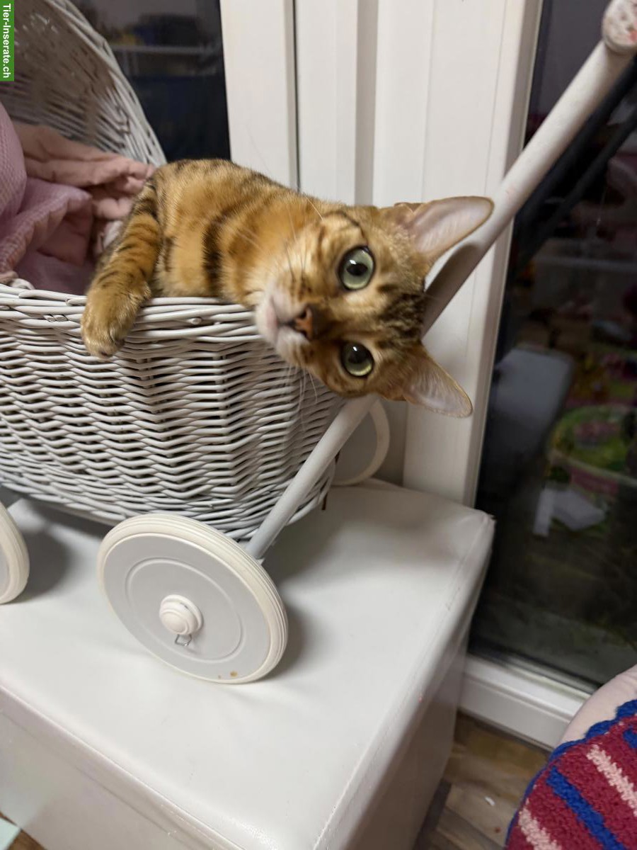 Bild 8: Wunderschöne Bengalkatze 2-jährig als Zuchtkatze/Liebhabertier