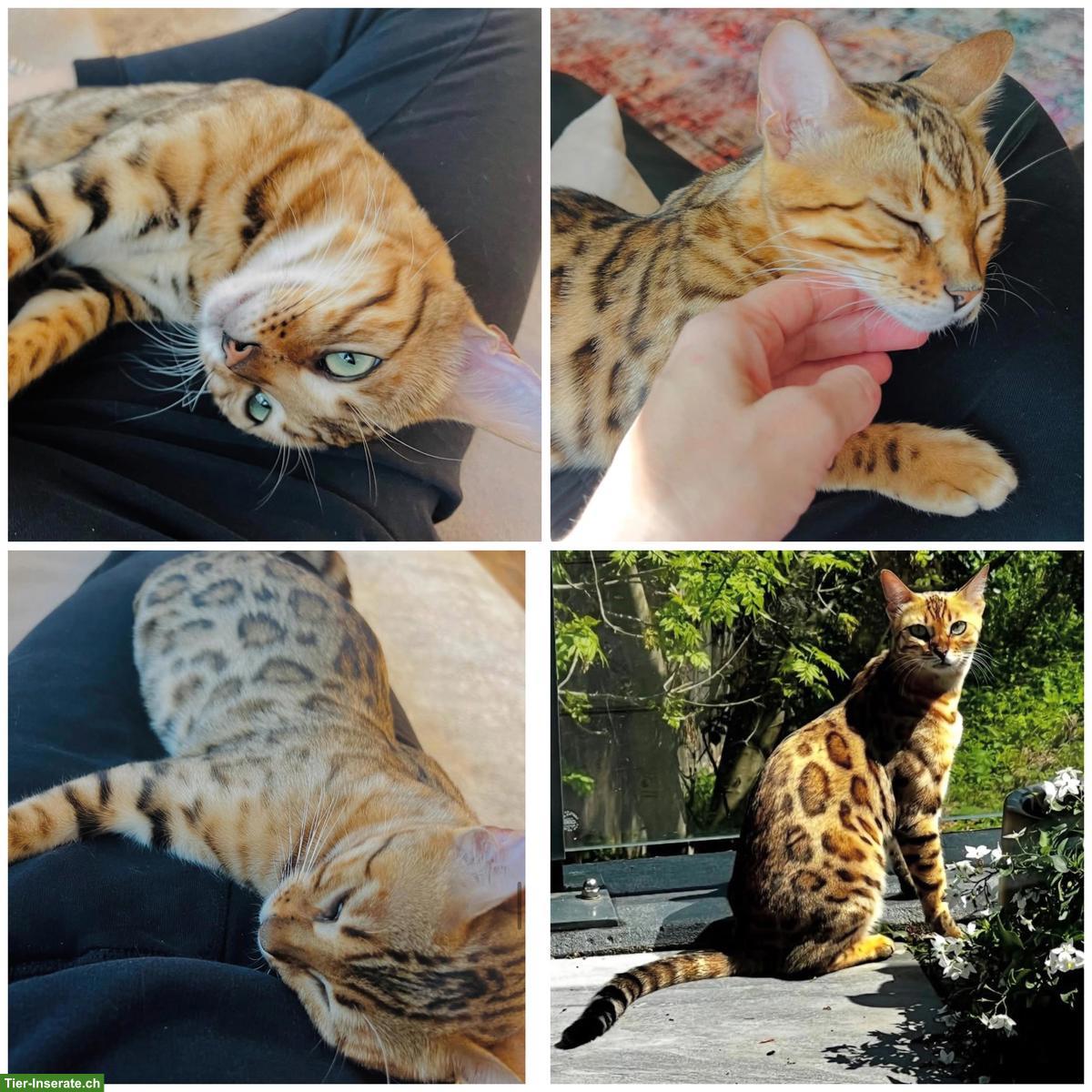 Bild 9: Wunderschöne Bengalkatze 2-jährig als Zuchtkatze/Liebhabertier