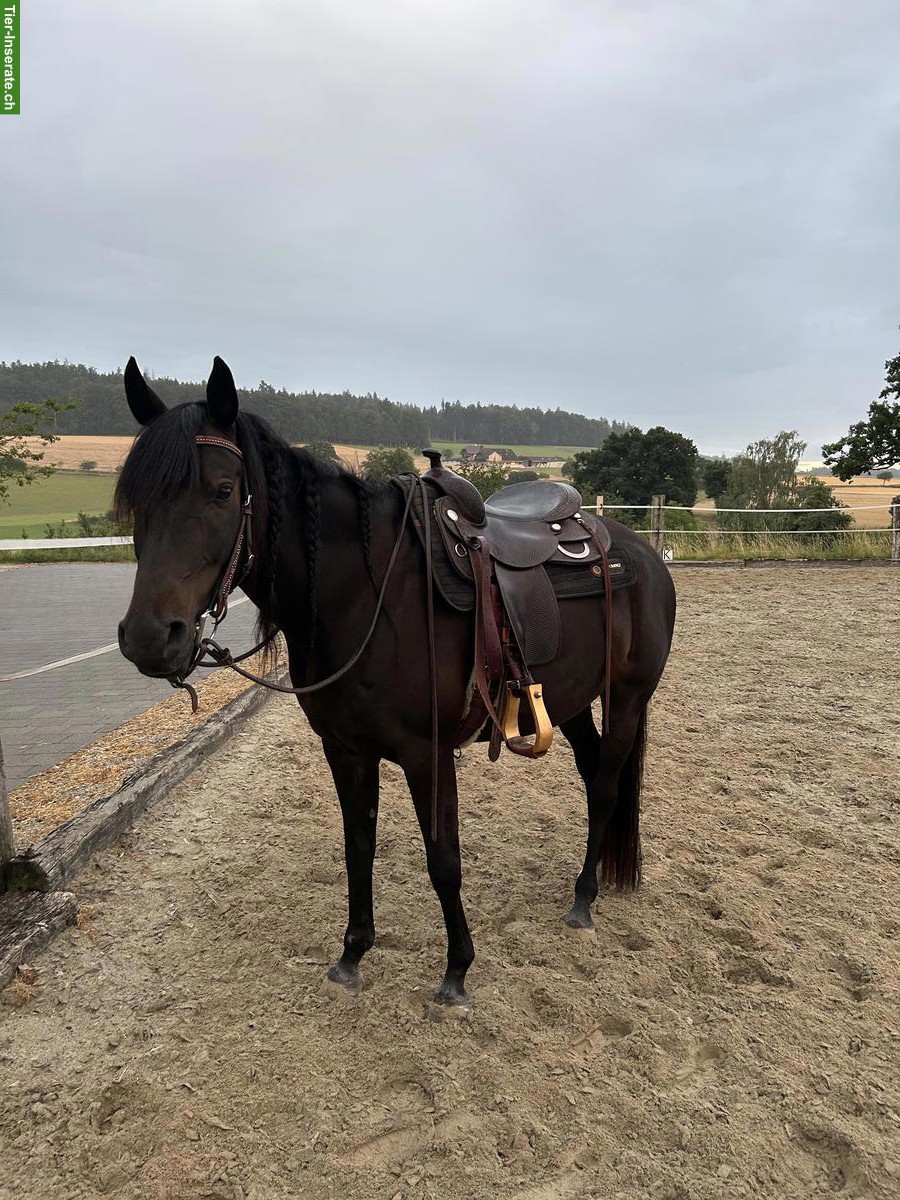 Western-Reitbeteiligung und Stallhilfe in Herzwil, nähe Bern