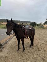 Western-Reitbeteiligung und Stallhilfe in Herzwil, nähe Bern