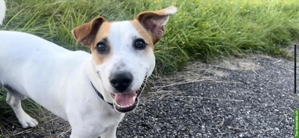 Jack Russell Rüde Mailo sucht ein liebevolles Zuhause
