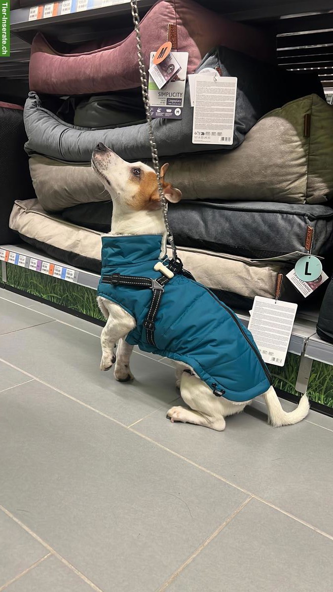 Bild 2: Jack Russell Rüde Mailo sucht ein liebevolles Zuhause