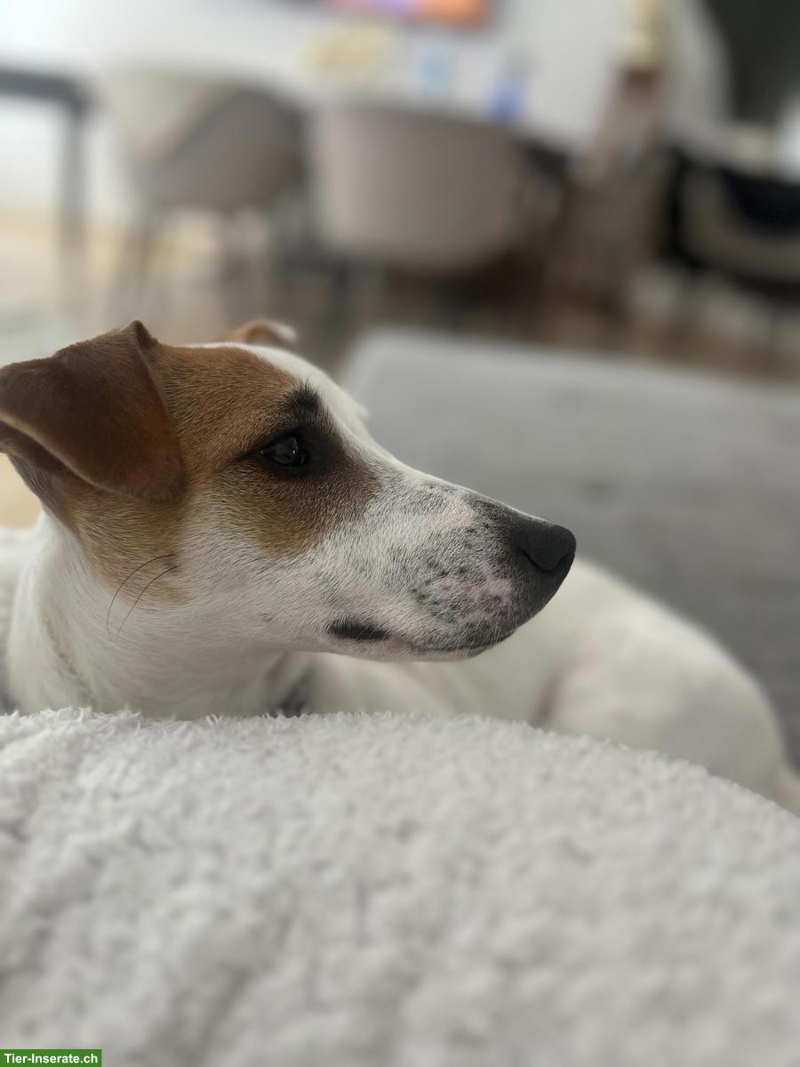 Bild 4: Jack Russell Rüde Mailo sucht ein liebevolles Zuhause