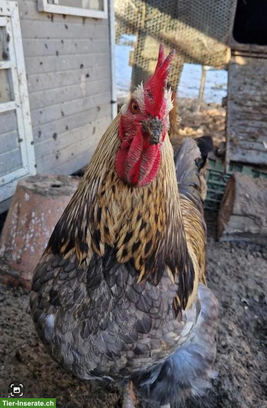 Sussex x Silverudds Blå Hahn