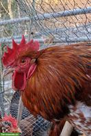 Marans x Silverudds Blå Hahn