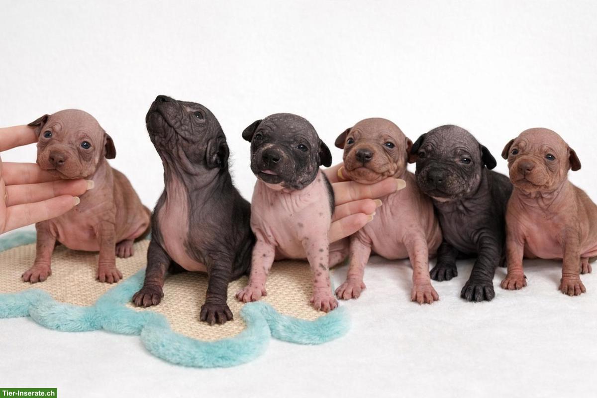 American Hairless Terrier Welpen aus Premiumzucht