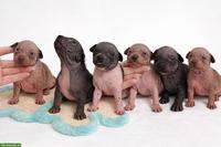 American Hairless Terrier Welpen aus Premiumzucht