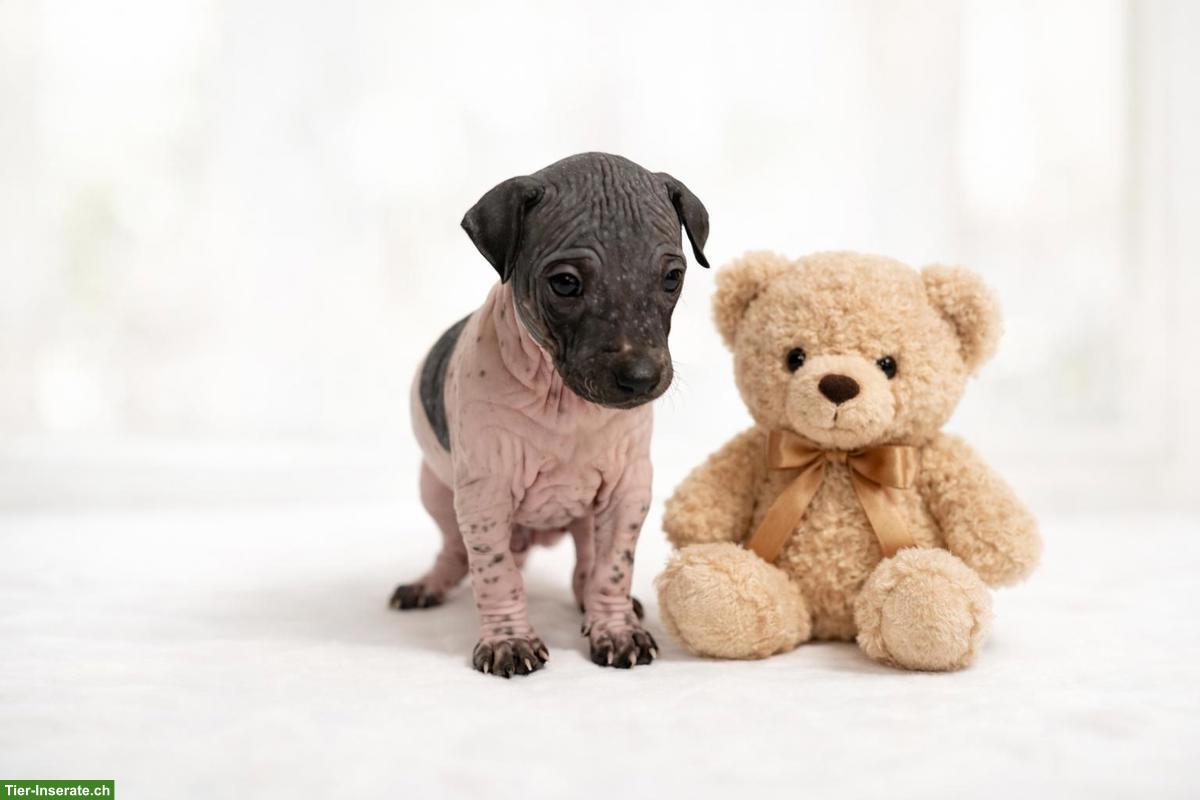 Bild 2: American Hairless Terrier Welpen aus Premiumzucht
