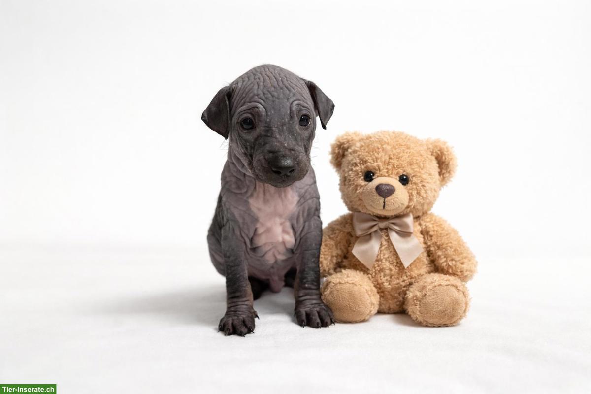 Bild 3: American Hairless Terrier Welpen aus Premiumzucht