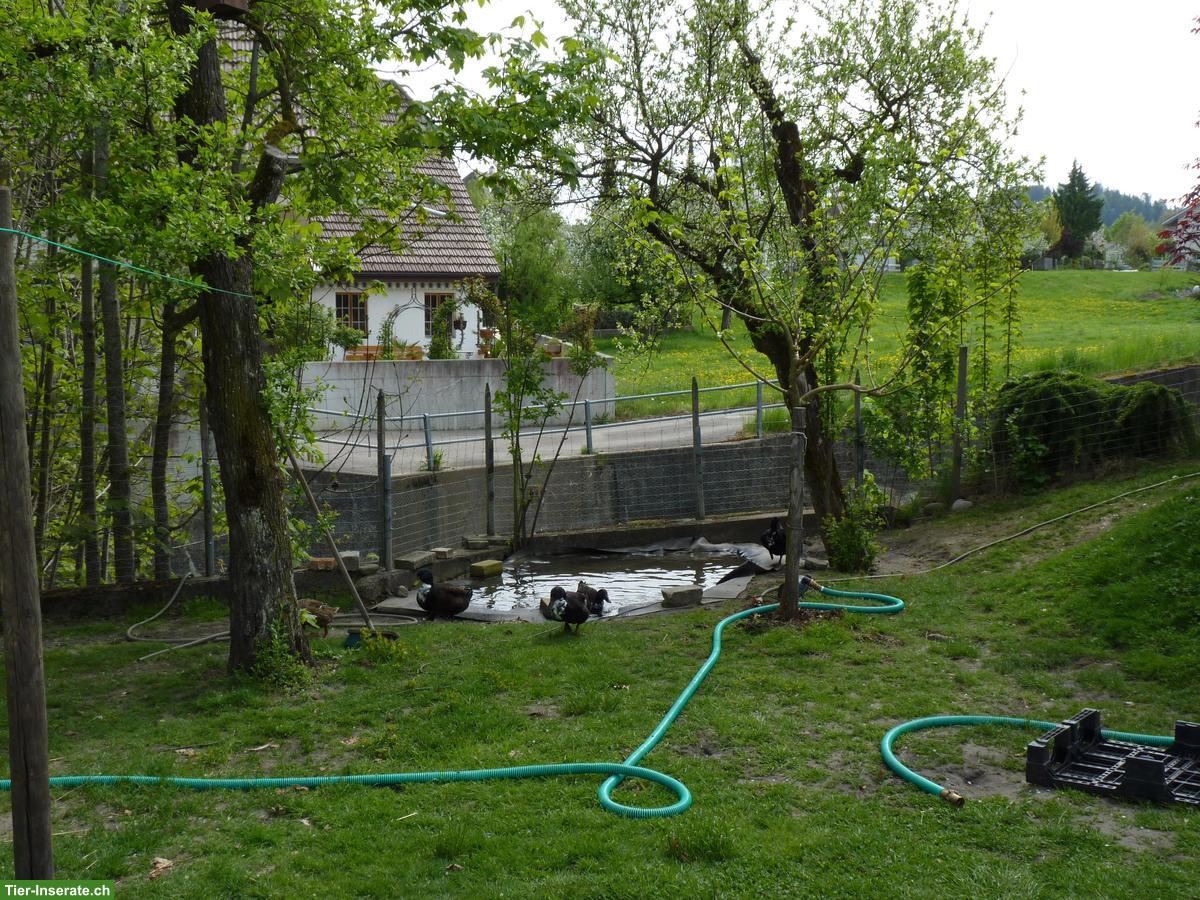 Suche 2-3 Pommernenten (keine Erpel)