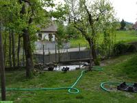 Suche 2-3 Pommernenten (keine Erpel)