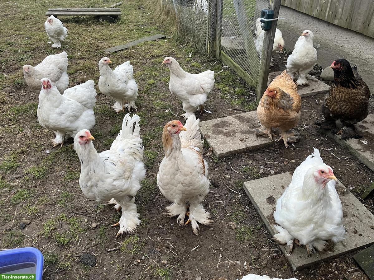 Junge Brahma Hühner und Hähne, weiss