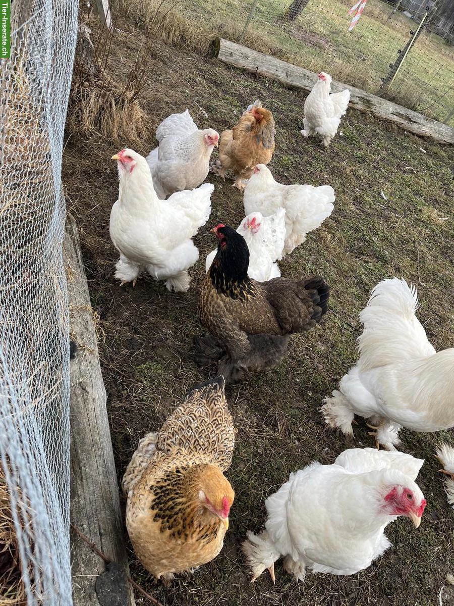 Bild 2: Junge Brahma Hühner und Hähne, weiss
