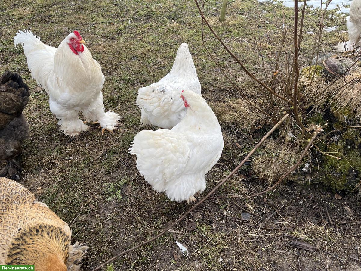 Bild 3: Junge Brahma Hühner und Hähne, weiss