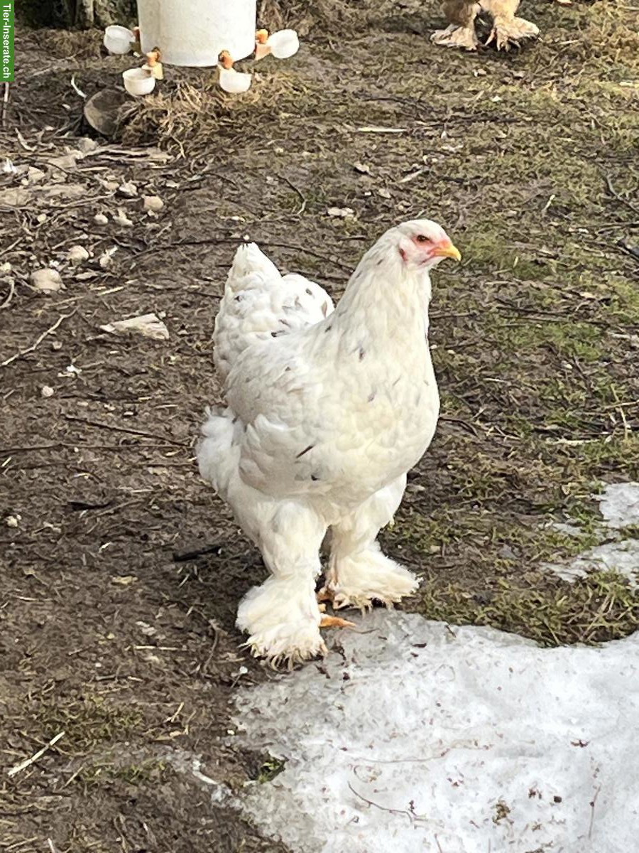 Bild 5: Junge Brahma Hühner und Hähne, weiss