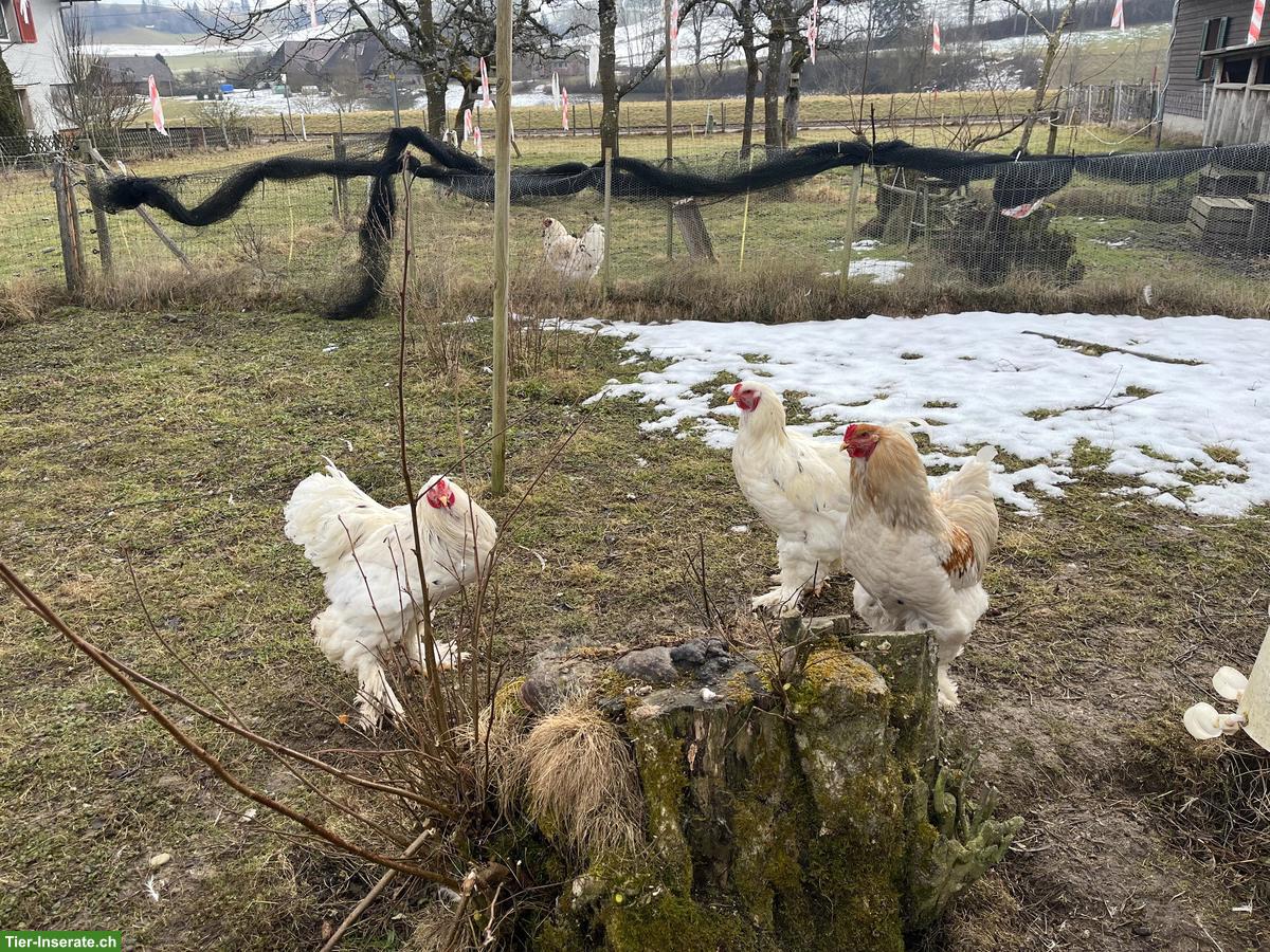 Bild 6: Junge Brahma Hühner und Hähne, weiss