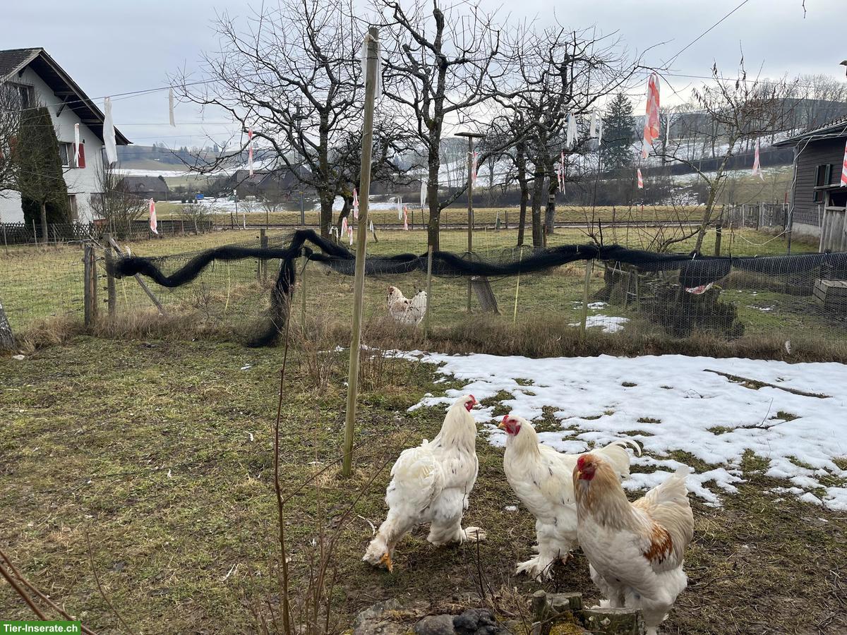 Bild 7: Junge Brahma Hühner und Hähne, weiss