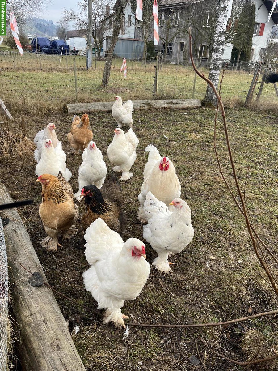 Bild 8: Junge Brahma Hühner und Hähne, weiss