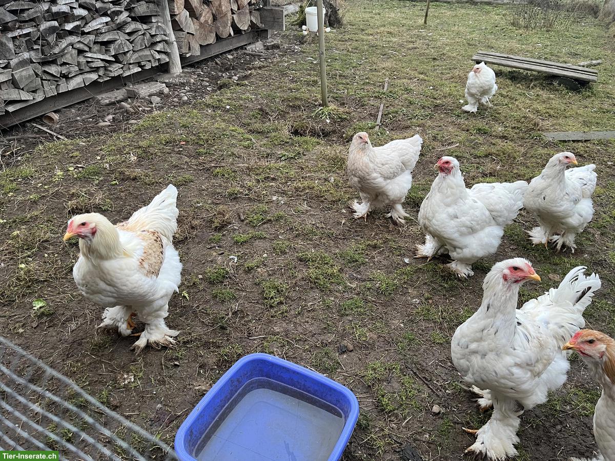 Bild 9: Junge Brahma Hühner und Hähne, weiss