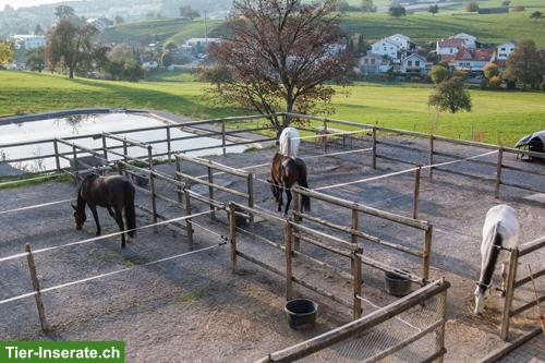 Bild 2: Job als Stallmitarbeiter in Pferdepensionsstall in Rossrüti SG