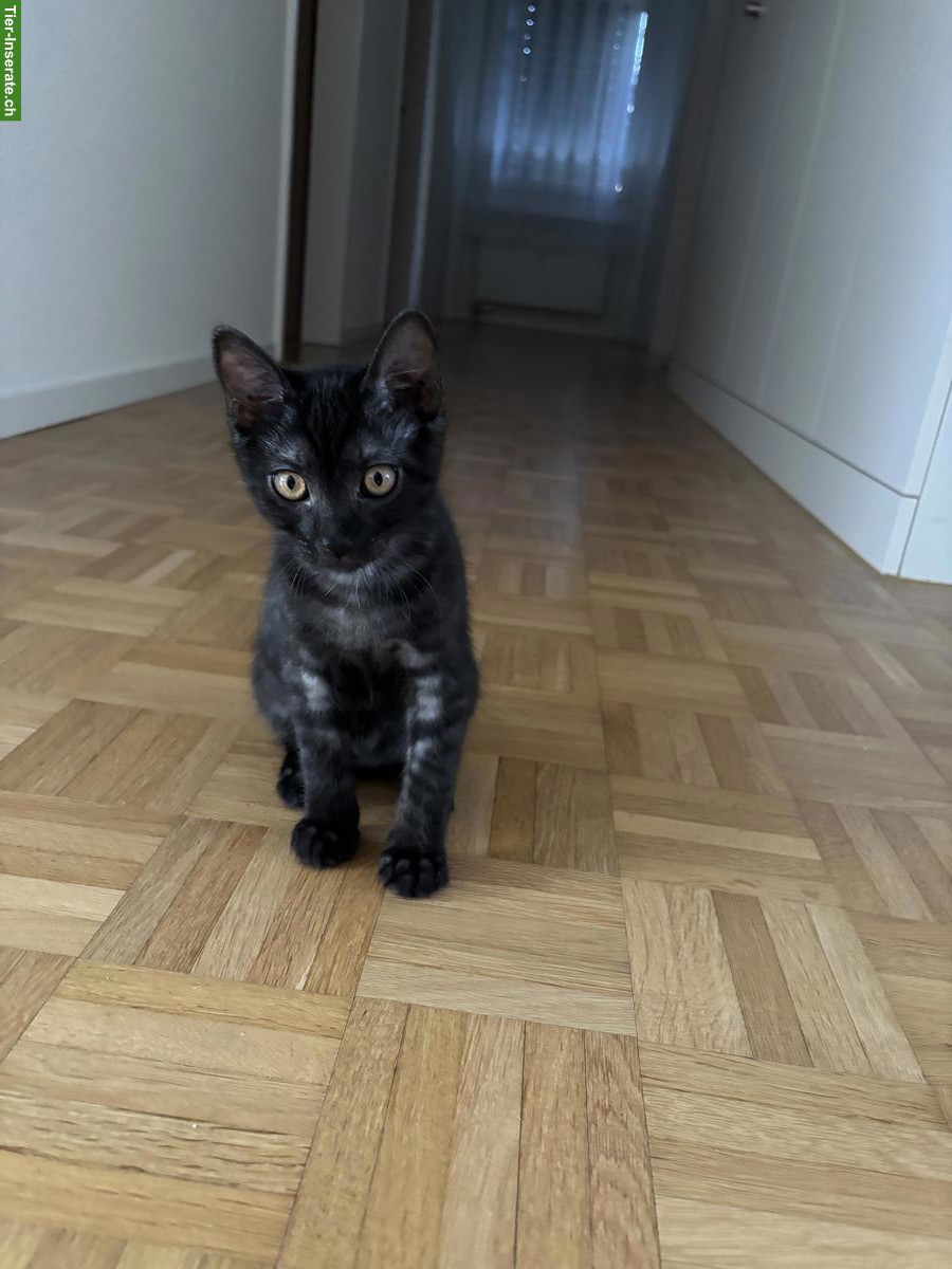 Bild 2: Liebevolles BKH-Mix Kitten sucht Zuhause