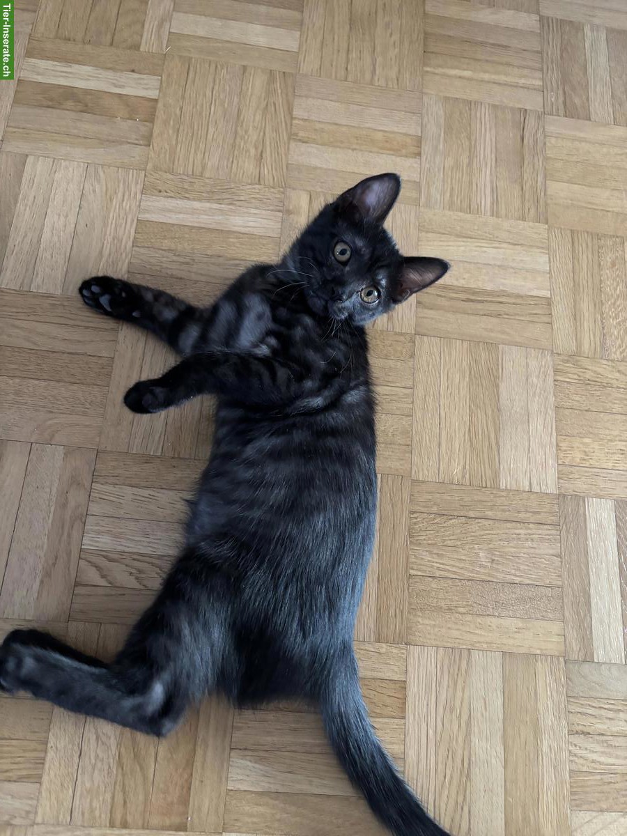 Bild 3: Liebevolles BKH-Mix Kitten sucht Zuhause