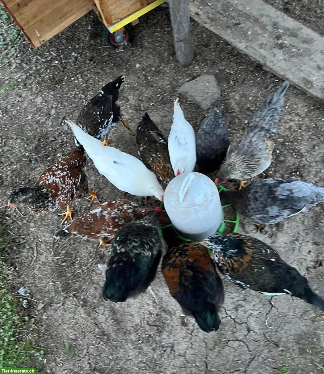 Araucana, Sperber, Blumenhühner gratis abzugeben