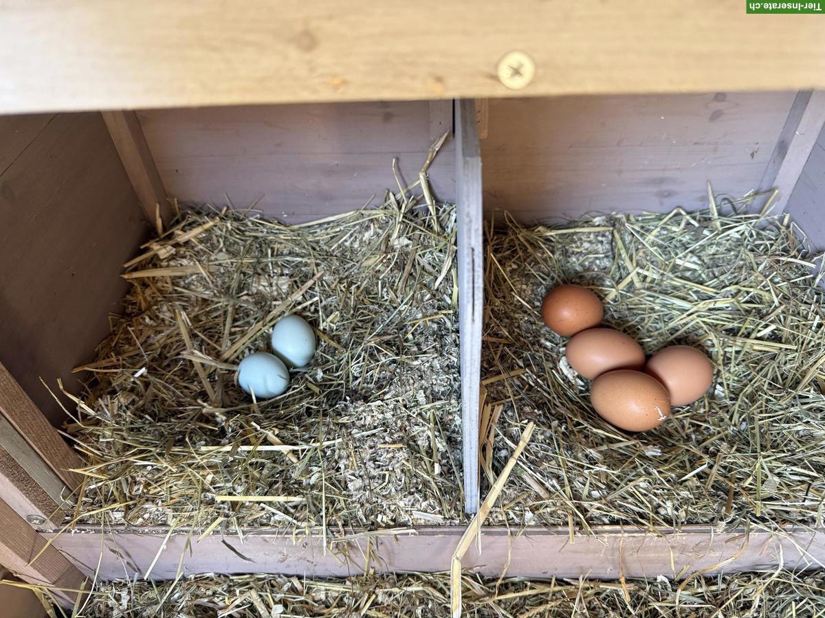 Bild 2: Araucana, Sperber, Blumenhühner gratis abzugeben