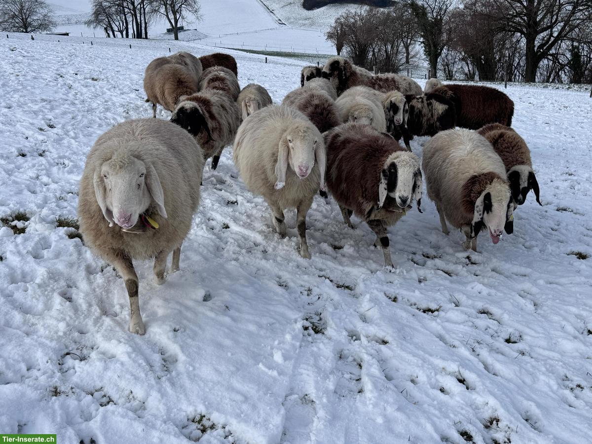 Saaser Mutten Auen zu verkaufen