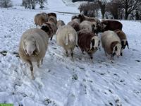 Saaser Mutten Auen zu verkaufen