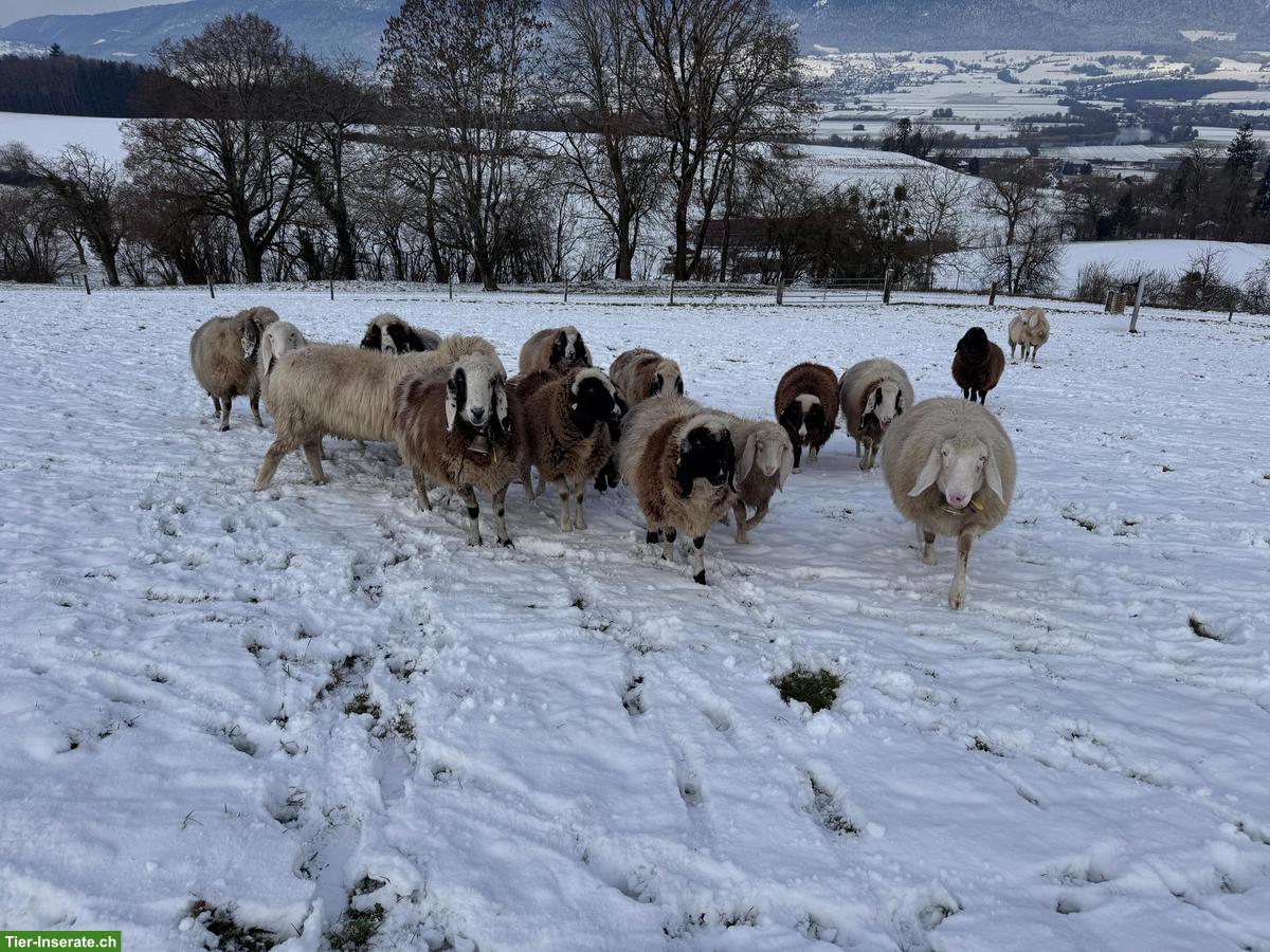 Bild 2: Saaser Mutten Auen zu verkaufen
